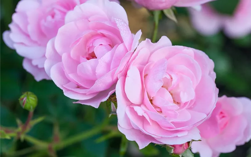 Die Duftrose – Eine Bereicherung für den Garten Die Duftrose – Eine Bereicherung für den Garten