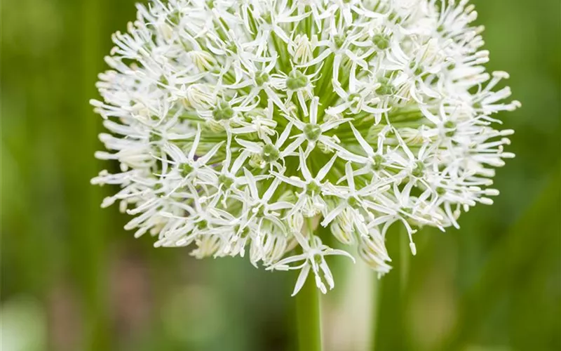 Allium – eleganter Zierlauch