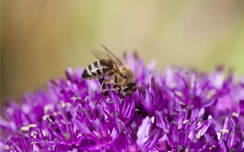 Bienenfreundliche Sommerblumen – ein Büffet für Biene und Co.