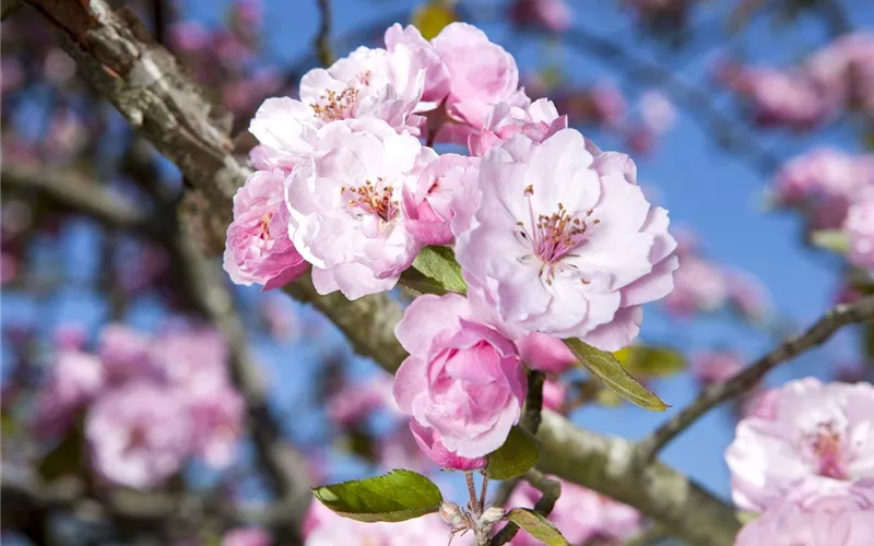 Vom Grünen und Blühen im Schnee Vom Grünen und Blühen im Schnee