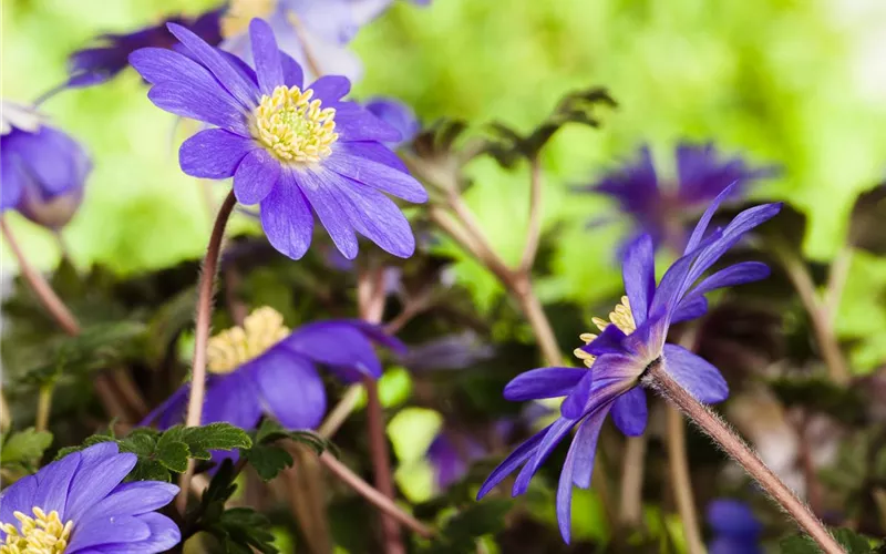 Vom Grünen und Blühen im Schnee Vom Grünen und Blühen im Schnee