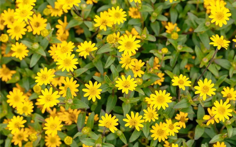 Auf den Schuh gekommen – Upcycling mit Gummistiefeln