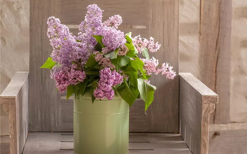 Schnittblumen - was hilft wirklich?