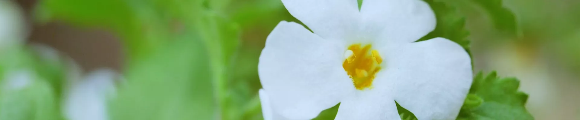 Fettblatt - Einpflanzen im Garten (Thumbnail)