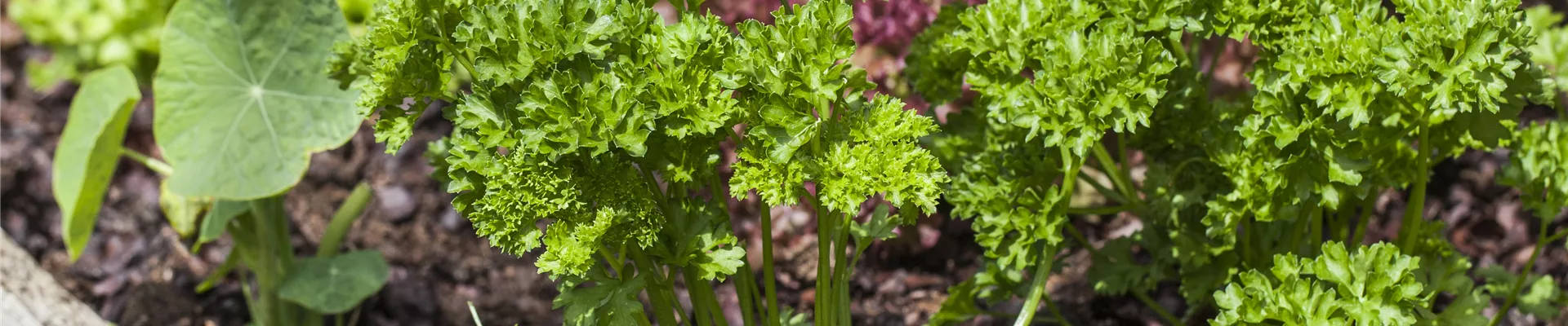 Petroselinum crispum