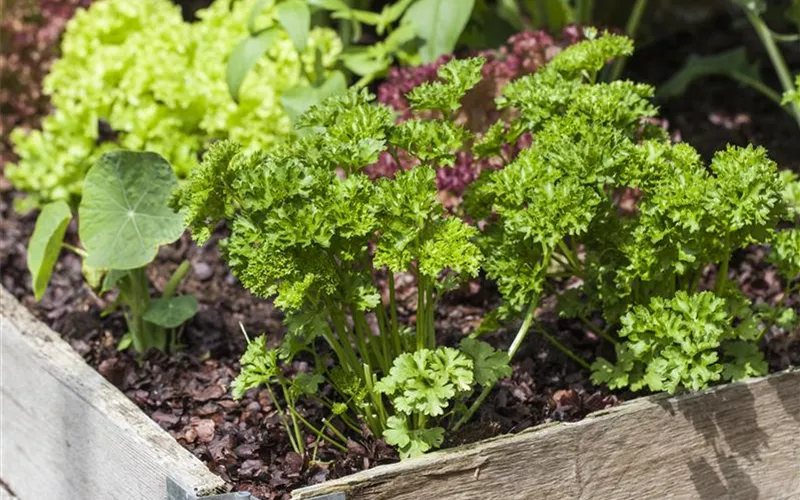 Das DIY-Hochbeet: nützlich, modern und super praktisch Das DIY-Hochbeet: nützlich, modern und super praktisch