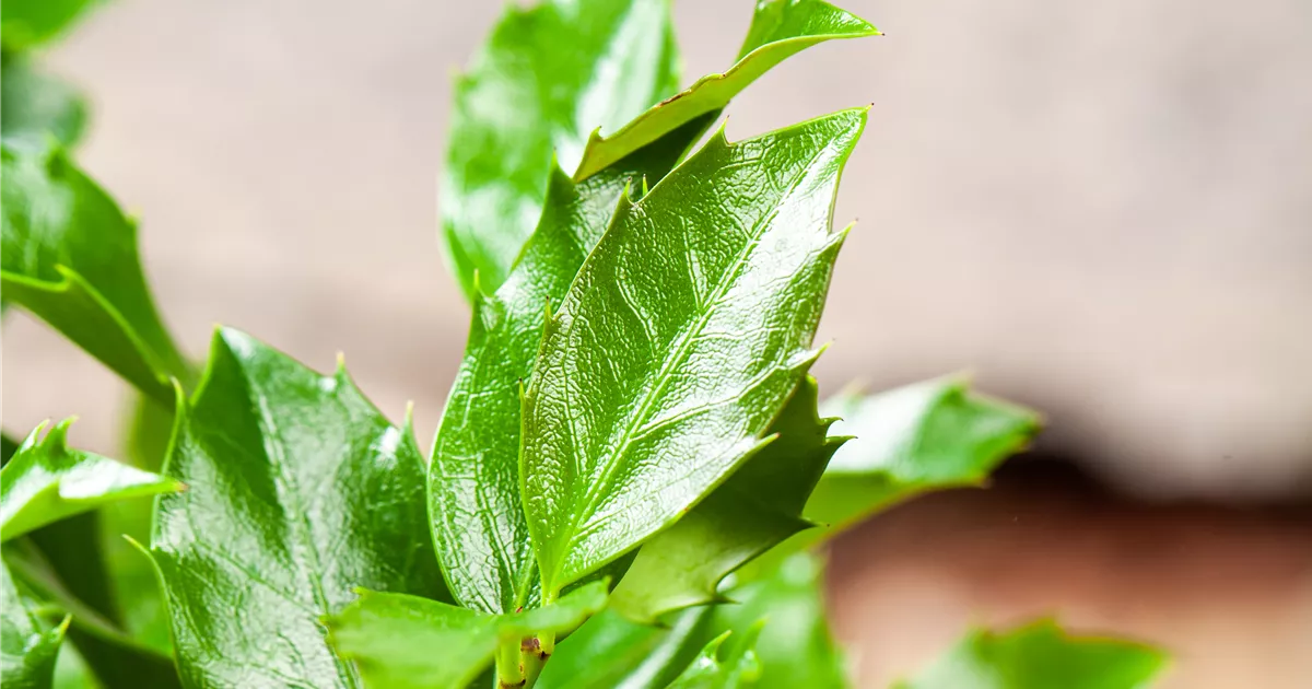 Ilex meserveae 'Blue Maid' -R-, Stechpalme - Giesebrecht KG