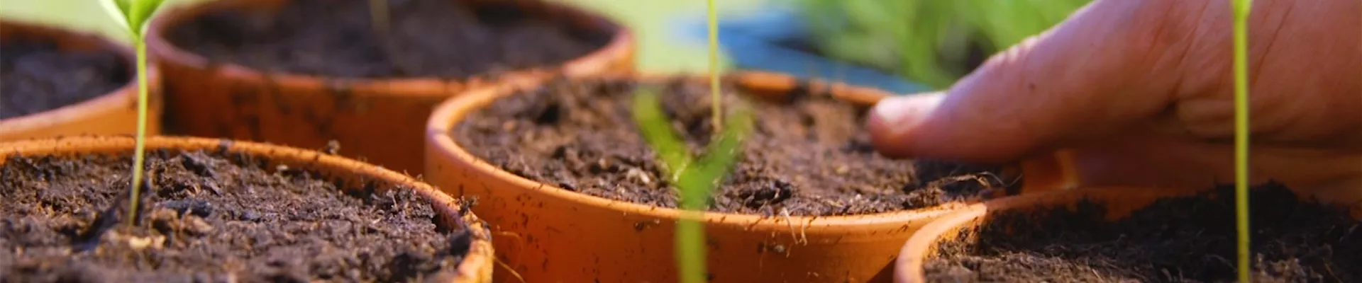 Gemüsepaprika - Pikieren (Thumbnail)