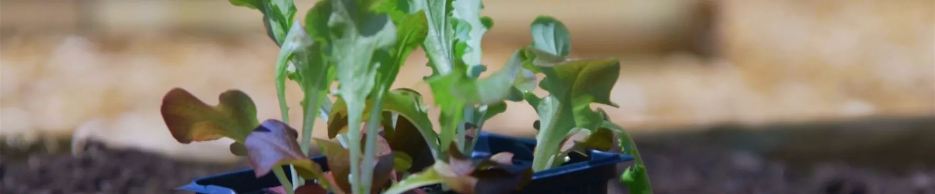 Salat - Einpflanzen ins Gemüsebeet (Thumbnail)