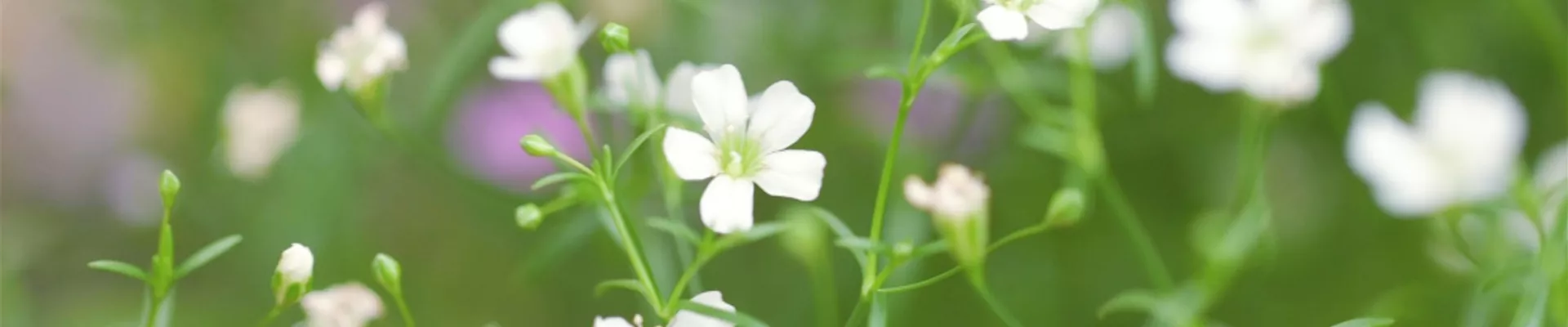 Mauer Gipskraut - Einpflanzen im Garten (Thumbnail)