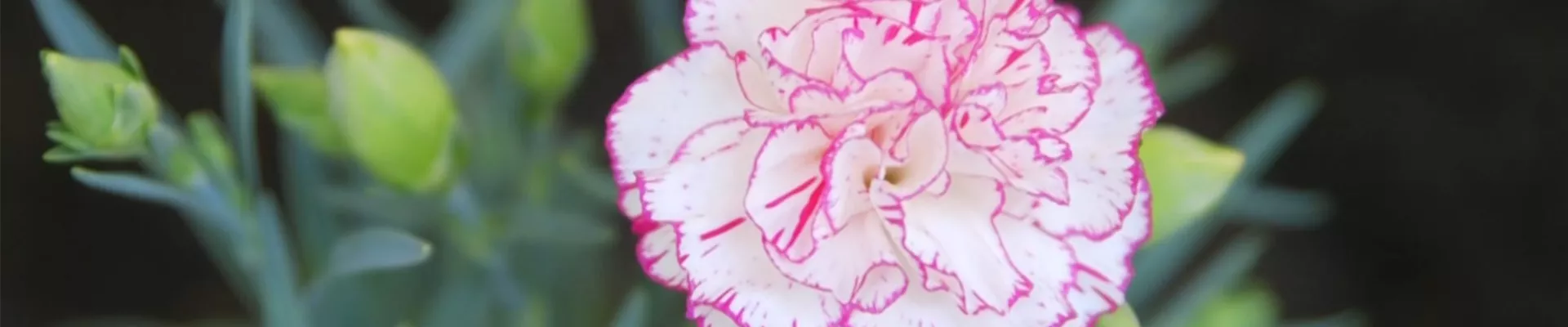 Landnelke - Einpflanzen im Garten (Thumbnail)