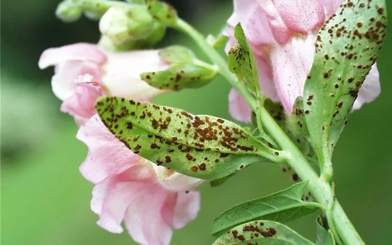 Rost an Stauden und Sommerblumen
