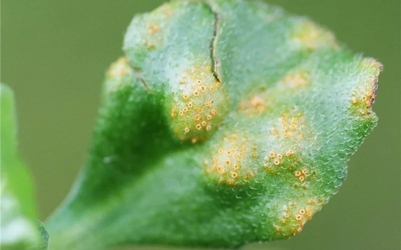 Rost an Stauden und Sommerblumen