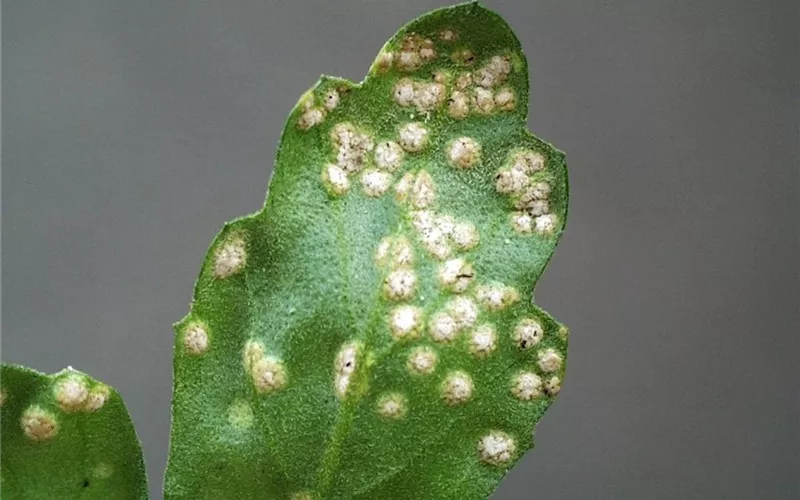 Rost an Stauden und Sommerblumen