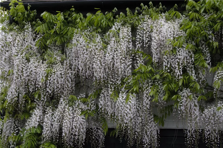 buy bonsai tree online Buy Bonsai Tree Online | Bagwani Nursery | Bonsai 15 main image 1